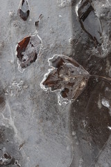Autumn leaves in the ice outdoor on the ground in daylight. End of winter concept. First spring days concept. Art work