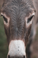 Closeup of A Donkey