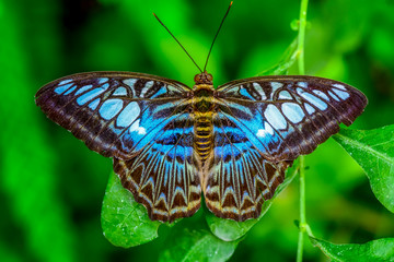 Fototapeta na wymiar Closeup beautiful butterfly sitting on flower. (Parthenos sylvia)