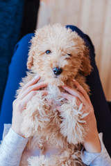 portrait of a Cute brown toy poodle with his young woman owner at home, daytime, indoors.