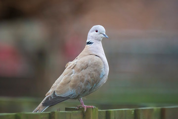 Eurasian collared dove Streptopelia decaocto perched closeup