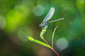 Female beautiful demoiselle Calopteryx virgo dragonfly resting