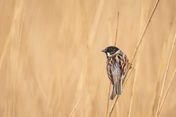 Singing reed bunting bird Emberiza schoeniclus in the reeds on a windy day