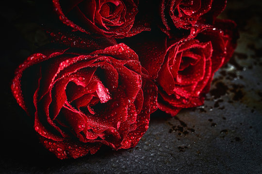 Red roses with dark background, Valentine's Day.