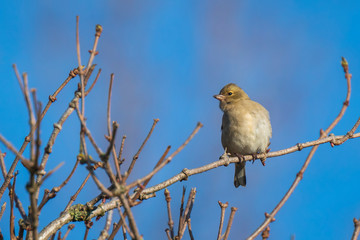 Female chaffinch, Fringilla coelebs, perched in a tree