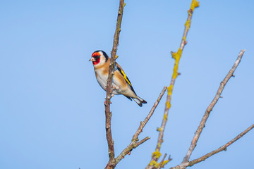 European goldfinch bird, (Carduelis carduelis), perched on the lookout