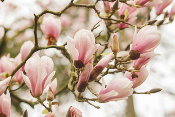 Obraz premium Detail of magnolia tree pink flowers
