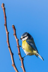 Eurasian blue tit bird Cyanistes caeruleus on a clear blue sky background
