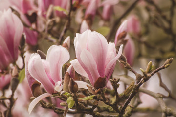  Magnolia flowes 