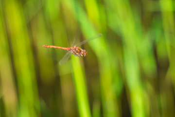 Common Darter (Sympetrum striolatum) dragonfly flying