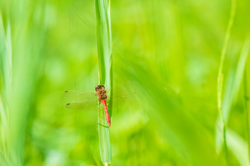Red male Common Darter (Sympetrum striolatum) resting in a green meadow