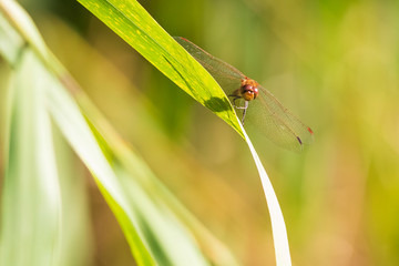 Red male Common Darter Sympetrum striolatum resting