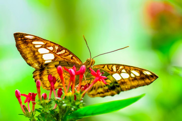 Closeup   beautiful butterfly sitting on flower.  (Parthenos sylvia)
