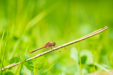 Red male Common Darter (Sympetrum striolatum) resting in a green meadow
