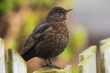 Female Blackbird (turdus merula) perched on a garden fence