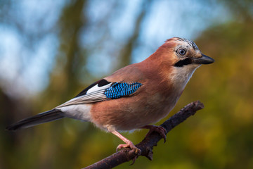 Eurasian jay bird (Garrulus glandarius) perched on a branch, Autumn colors