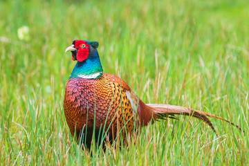 Naklejka premium Male Pheasant Phasianus colchicus stepping through a meadow