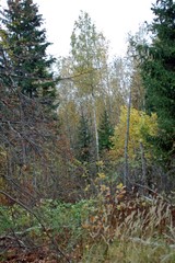 Fototapeta premium forest dark grass evening branches trees beautiful summer