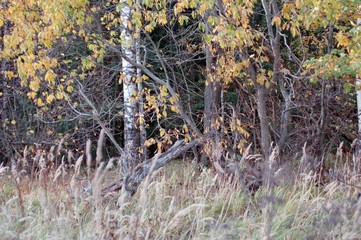 forest dark grass evening branches trees beautiful summer