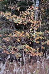forest dark grass evening branches trees beautiful summer