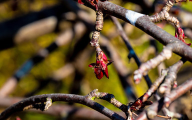 OLYMPUS DIGITAL CAMERA - BUD