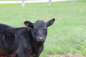 Black Calf
