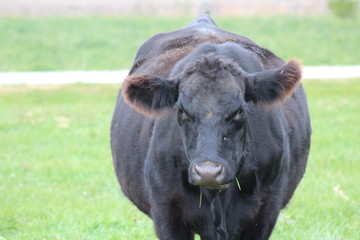 Fototapeta premium Black Cow 