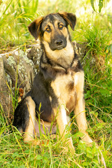 German Shepherd