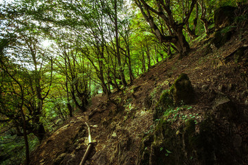Autumn forest in sunset light. Beautiful nature background. Beautiful forest landscape, bright sunlight makes its way through the trunks of pines, amazing sunset