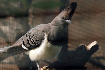 Weißbauchlärmvogel