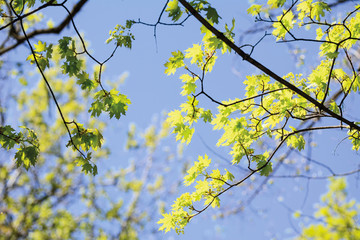 Foliage of maple against the blue sky shone through the sun