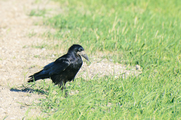 the rook is walking in the green grass