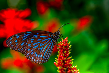 Fototapeta na wymiar Closeup beautiful butterfly sitting on flower. Dark Blue Tiger (Tirumala septentrionis) 