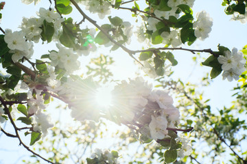 Blooming apple tree shines through the sun