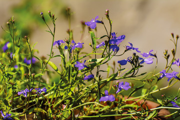 blue flowers lit by the sun