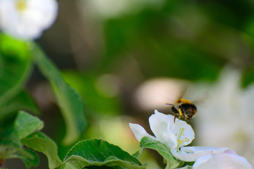 a bee flies above a blossoming apple tree
