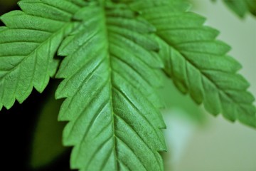 Fototapeta na wymiar Cannabis leaf