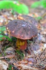 Forest mushroom.