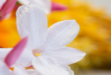 jasmine white flower