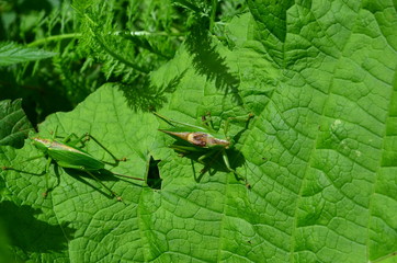 Grasshopper.