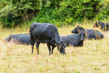 Naklejka na ściany i meble Black Bulls on Meadow Schwarze Bullen auf Weide