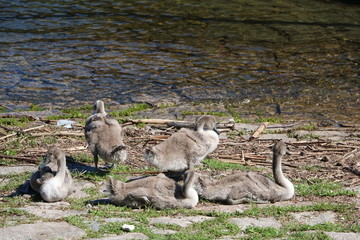 Swan family on Lake Maggiore, Italy