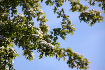 Common hawthorn twig (Crataegus monogyna) in bloom against blue sky