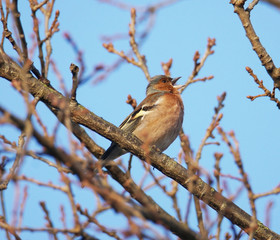 Singing chaffinch