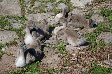 Swan family on Lake Maggiore, Italy