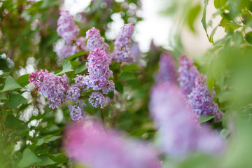 Lilac Syringa vulgaris in the spring park. Soft selective focus. Copy space