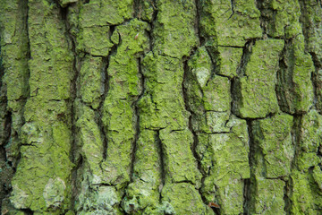 Thick bark of the tree and green coating