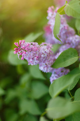 Lilac Syringa vulgaris in the spring park. Soft selective focus. Copy space