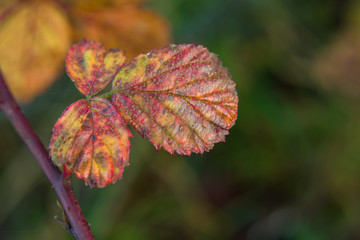 Colorful autumn leaves on a branch