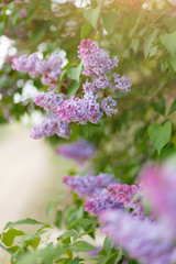 Lilac Syringa vulgaris in the spring park. Soft selective focus. Copy space